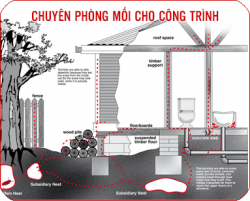 Dịch Vụ Phòng Chống Mối Tại Hồ Chí Minh 